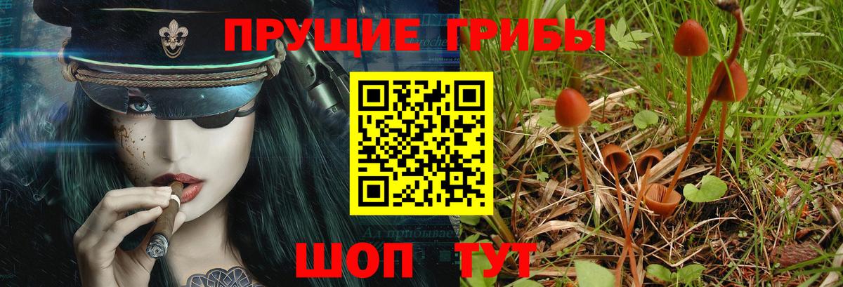 Псилоцибиновые грибы прущие грибы Красный Сулин